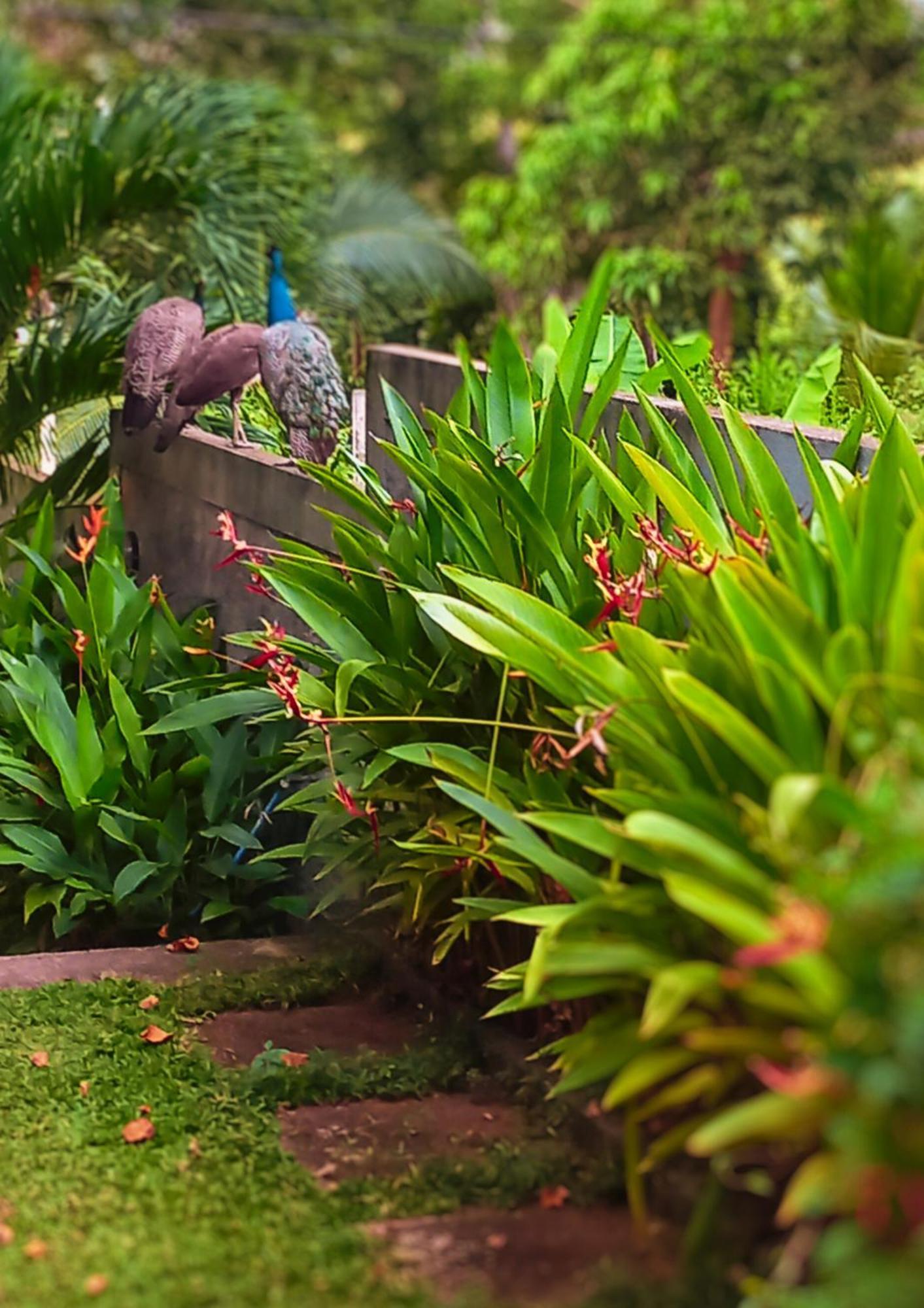 Amour At Turtle Beach Tangalle Exterior foto